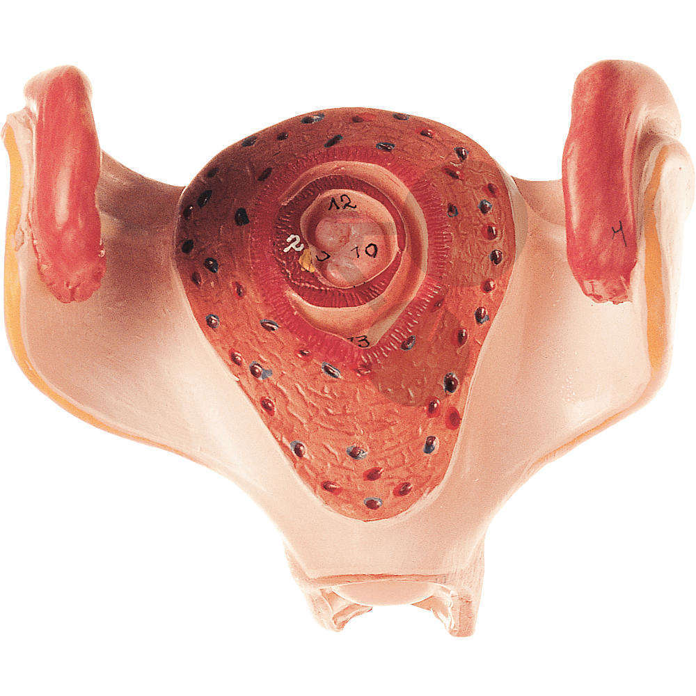 Uterus mit Embryo im 1. Monat SOMSO®-Modell
