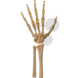 Squelette de la main avec insesertion d'avant-bras