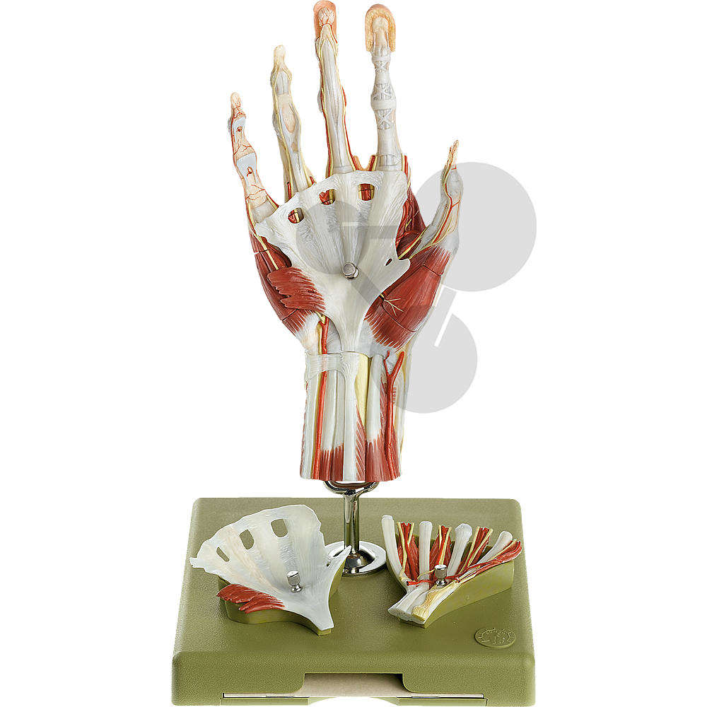 Chirurgisches Handmodell in didaktischer Bemalung SOMSO®-Modell