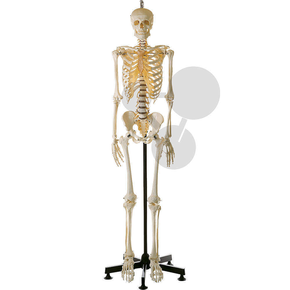 Künstliches Homo-Skelett  männlich SOMSO®-Modell