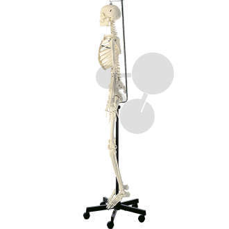Künstliches Homo-Skelett  weiblich SOMSO®-Modell