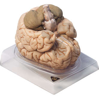 Gehirn SOMSO®-Modell