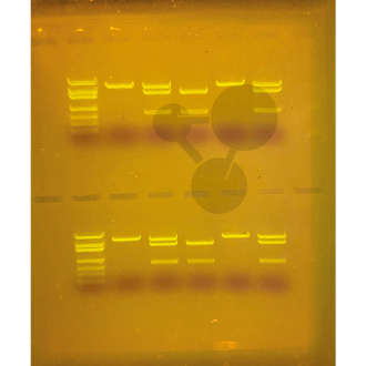 SYBR® Safe DNA-Marker