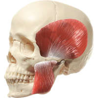Crâne humain, en 14 parties avec muscles masticatuers