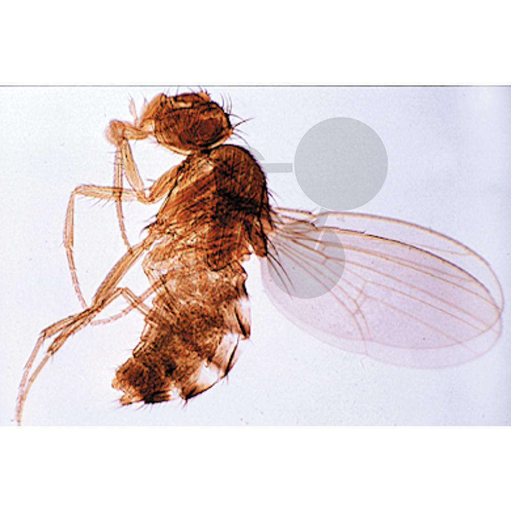 Drosophila, Taufliege, Männchen oder Weibchen total
