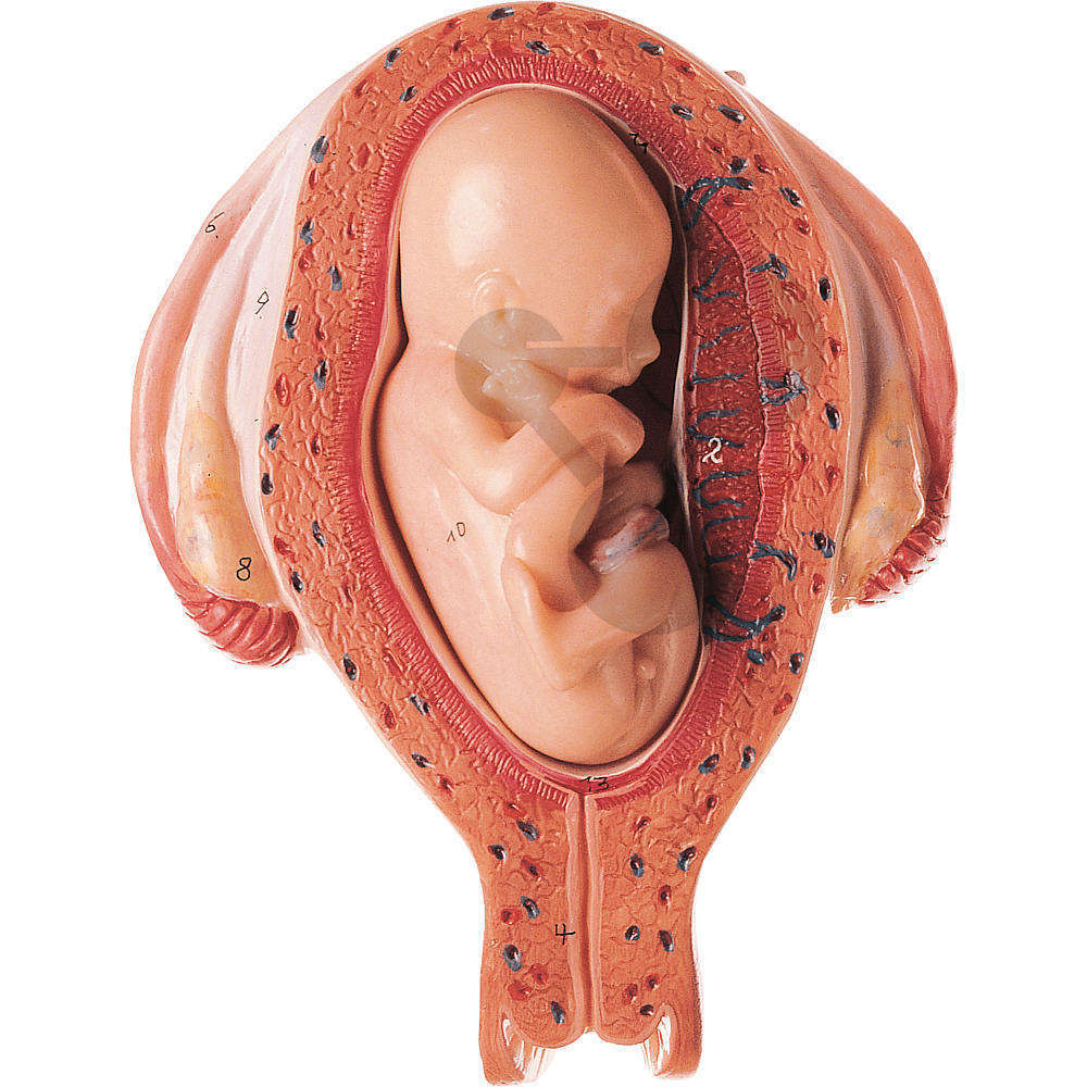 Uterus mit Fetus im 5. Monat SOMSO®-Modell