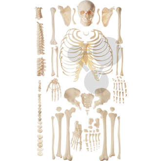 Unmontiertes Homo-Skelett  männlich SOMSO®-Modell