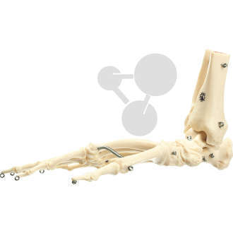 Squelette de patte de chimpanzé