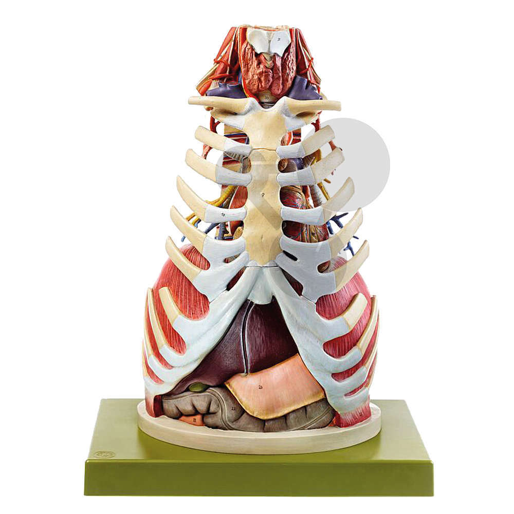 Anatomie des Brustkorbes SOMSO®-Modell