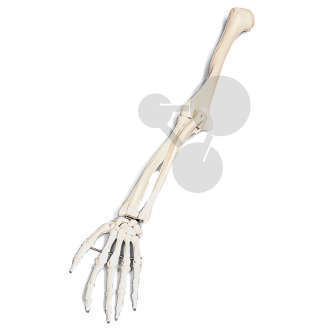 Squelette de bras Premium