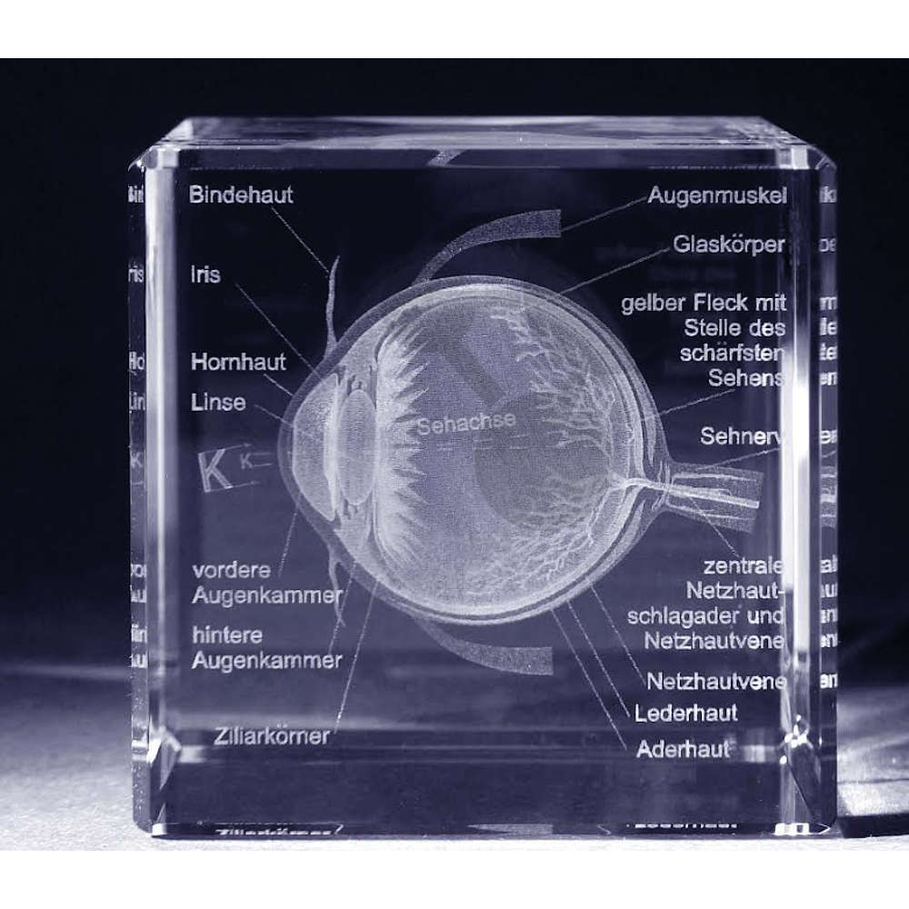 Auge mit Beschreibung - 3D-Modell in Glas