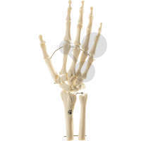Squelette de la main avec debut du cubitus et du radius