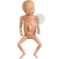 Frühgeborenenbaby  weiblich SOMSO®-Modell