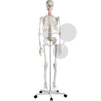 Homo-Skelett mit Bandscheibenvorfall Premium
