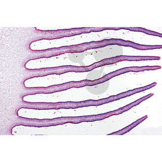 Prép. Micro. Champignon, chapeau, Basides et basidiospores