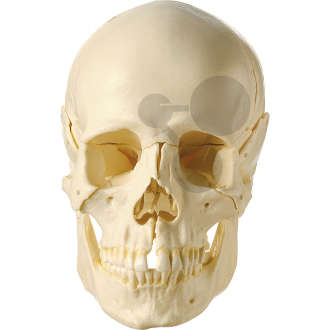 Crâne humain, en 18 parties