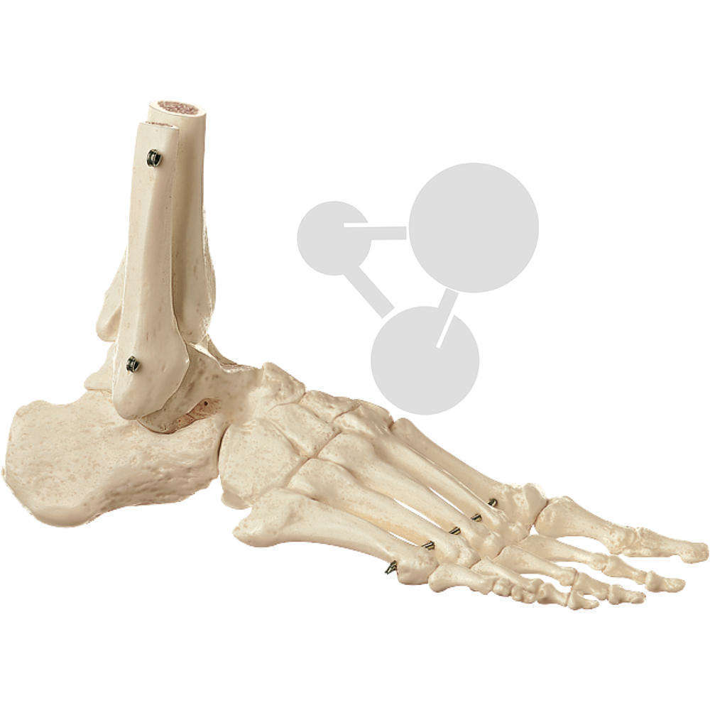 Fuss-Skelett (starr) SOMSO®-Modell