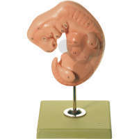 Embryo SOMSO®-Modell