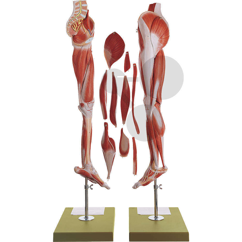 Muscles de la jambe