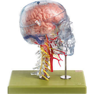Neuroanatomie-Kopfmodell SOMSO®-Modell