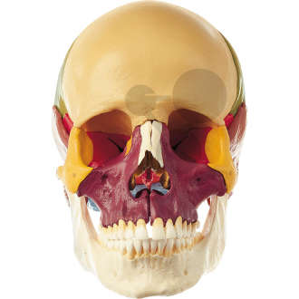 Crâne humain, en 18 parties