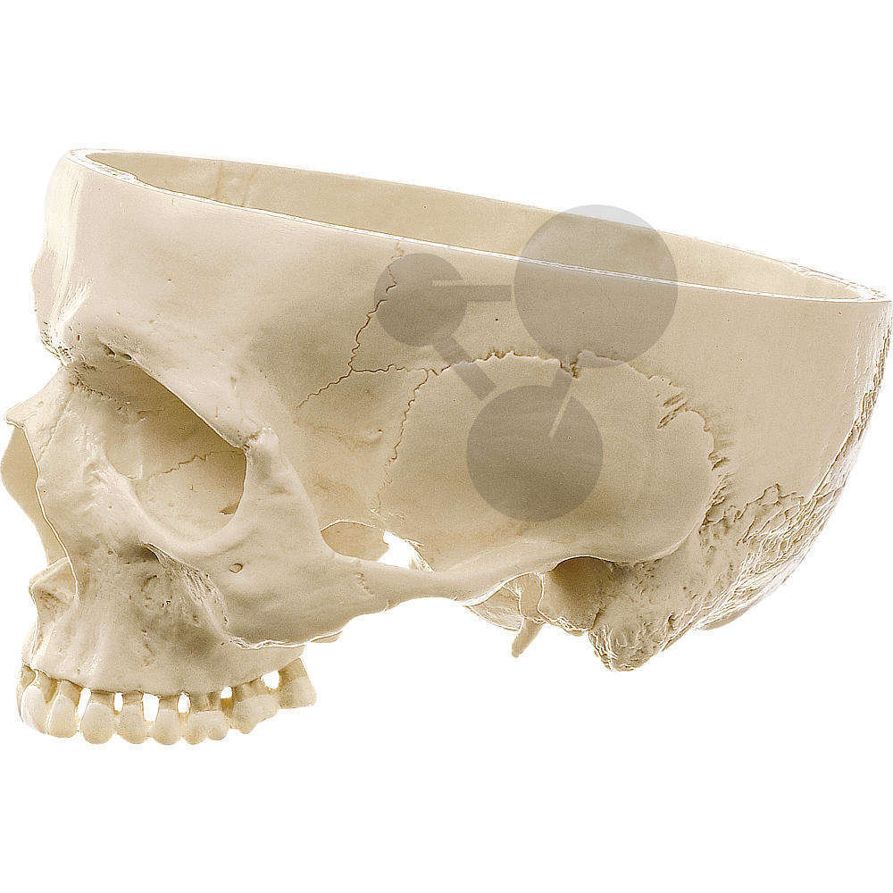 Base du crâne artificiel