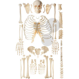 Unmontiertes Homo-Skelett SOMSO®-Modell