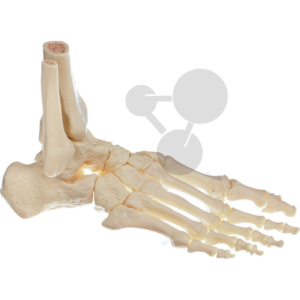 Fuss-Skelett  rechts (bewegliche Gelenke) SOMSO®-Modell