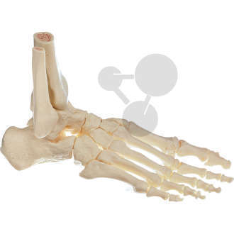 Squelette du pied, droit