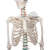 Homo-Skelett mit Bandscheibenvorfall Premium 3