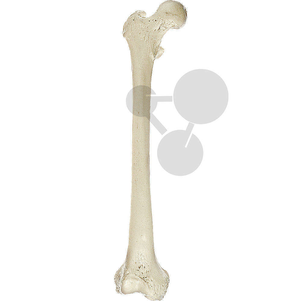 Oberschenkelknochen (Femur) SOMSO®-Modell
