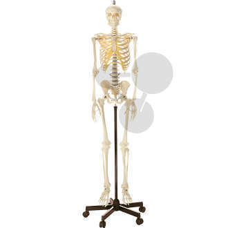 Künstliches Homo-Skelett SOMSO®-Modell