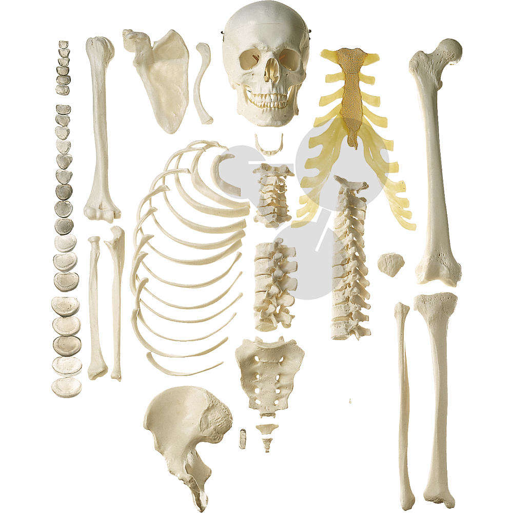 Unmontiertes Halbes Homo-Skelett SOMSO®-Modell