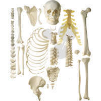 Unmontiertes Halbes Homo-Skelett SOMSO®-Modell