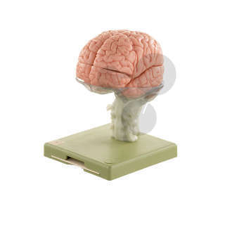 Gehirnmodell 15teilig SOMSO®-Modell