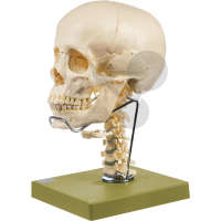 Crâne humain, en 14 parties