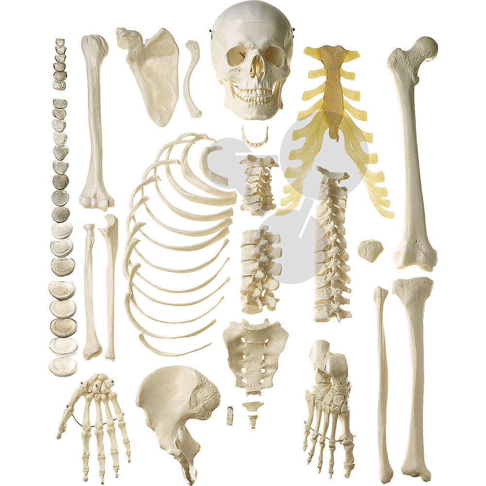Unmontiertes halbes Homo-Skelett SOMSO®-Modell