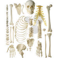 Unmontiertes halbes Homo-Skelett SOMSO®-Modell