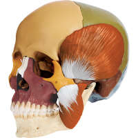 Crâne humain, en 14 parties avec muscles masticateurs