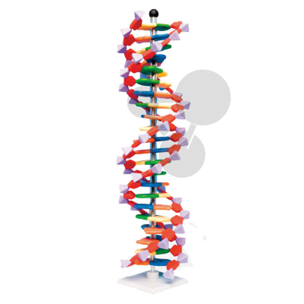 DNA-Modell, 22 Schichten, Molymod®