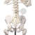 Homo-Skelett mit Bandscheibenvorfall Premium 2