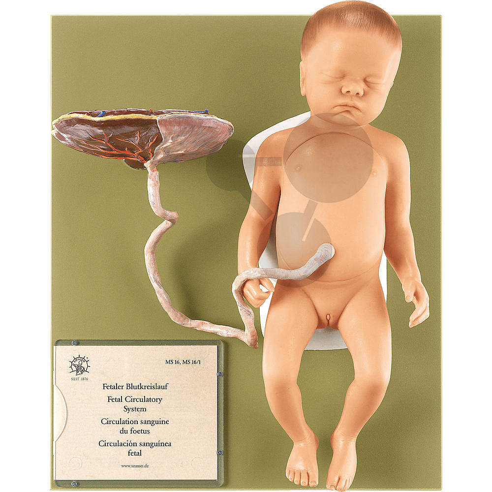 Weiblicher Fetus SOMSO®-Modell