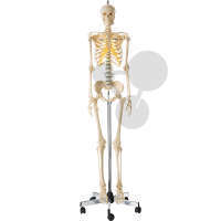 Künstliches Homo-Skelett  weiblich SOMSO®-Modell