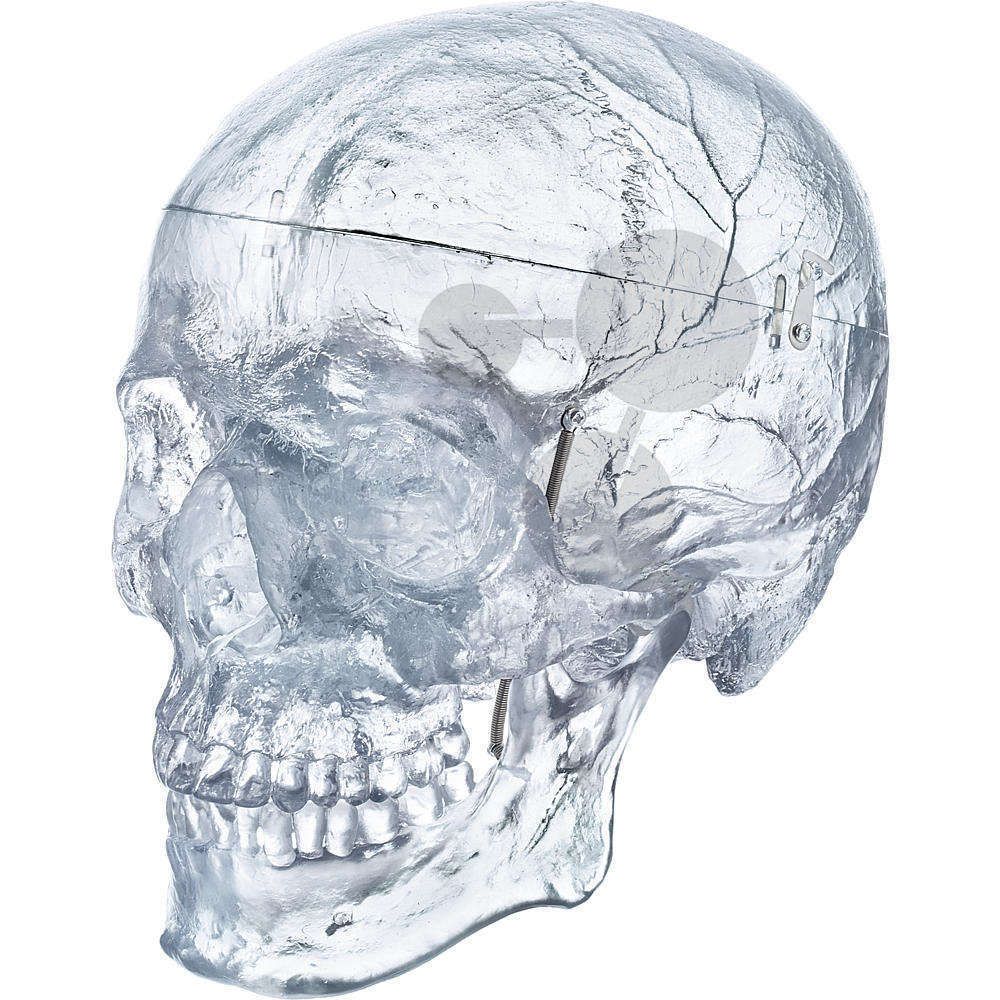 Crâne, humain artificiel, transparent