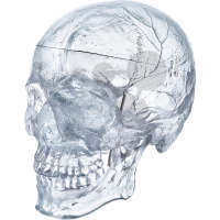 Crâne, humain artificiel, transparent