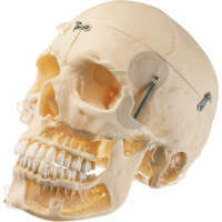 Crâne artificiel d un adulte