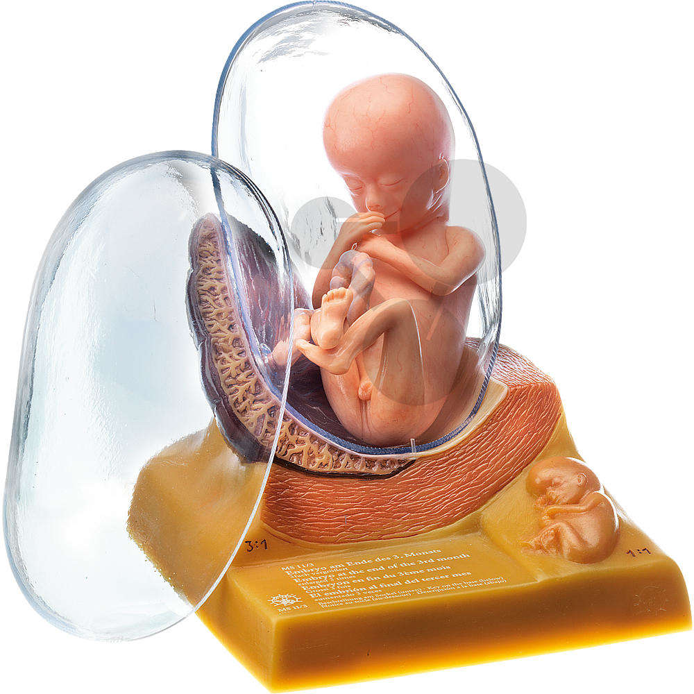 Menschlicher Embryo im 3. Monat SOMSO®-Modell
