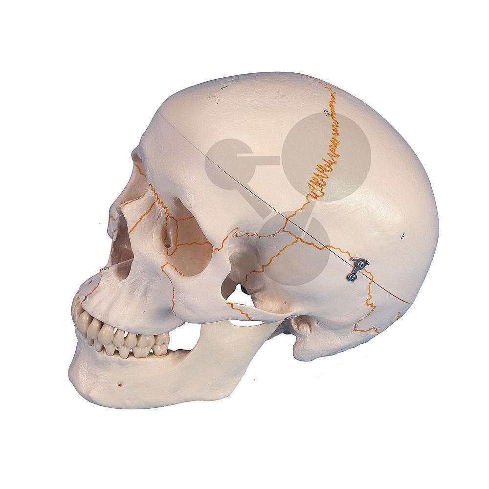 Crâne humain Premium