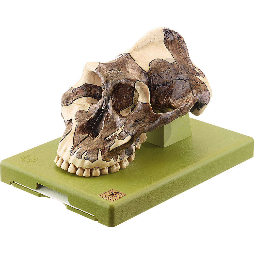 Crâne Paranthropus Aethiopicus