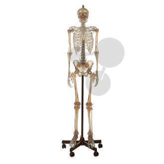 Künstliches transparentes Homo-Skelett SOMSO®-Modell